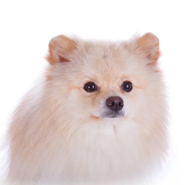 Vit pomeranian hund närbild face — Stockfoto