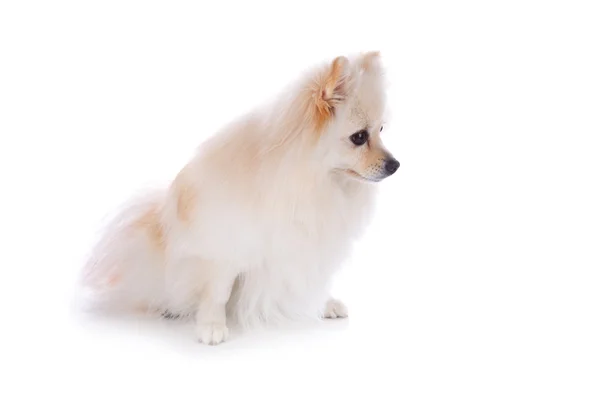 Cane bianco pomerania — Foto Stock