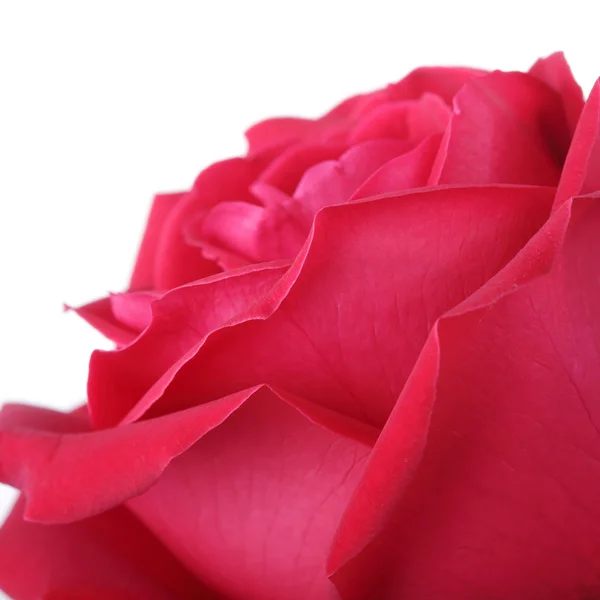 Rosa roja aislada sobre fondo blanco — Foto de Stock