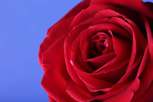 Vermelho rosa flor no fundo azul — Fotografia de Stock