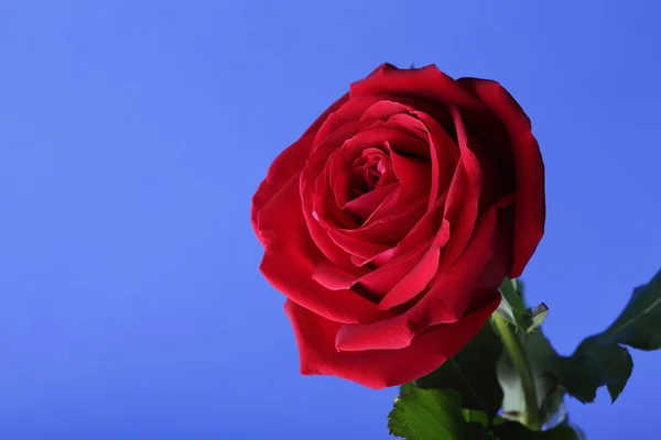 Rosa roja sobre fondo azul — Foto de Stock