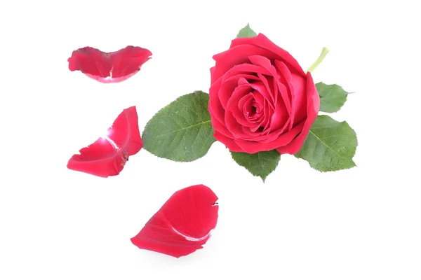 Rosa rossa isolata su sfondo bianco — Foto Stock