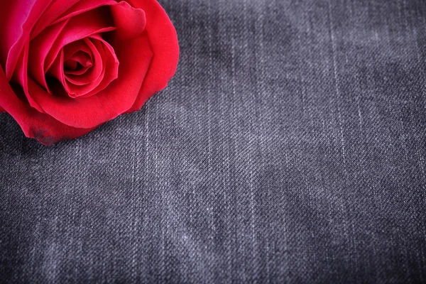 Red rose flower on black jeans denim texture — Stock Photo, Image