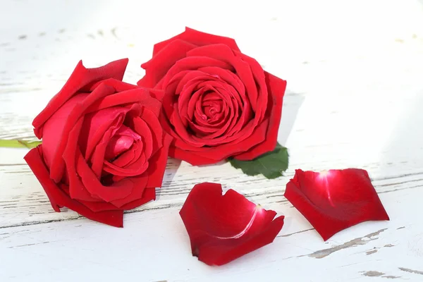 Flor rosa roja sobre fondo de madera blanca —  Fotos de Stock