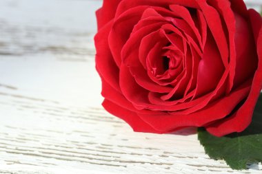 Beyaz ahşap zemin üzerinde kırmızı gül çiçek