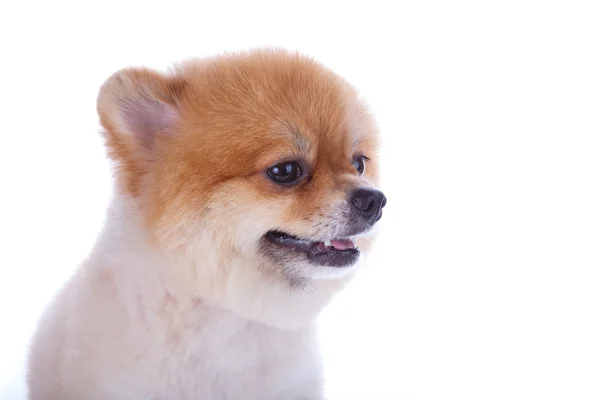 Pomeranian hund brunt kort hår — Stockfoto