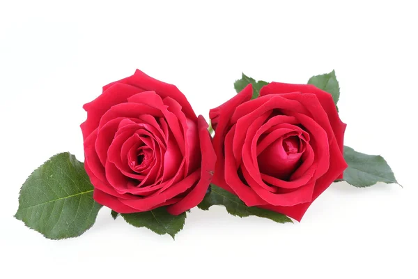 Red rose isolated on white background — Stock Photo, Image