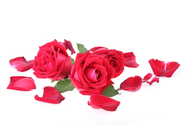 Red rose isolated on white background — Stock Photo, Image