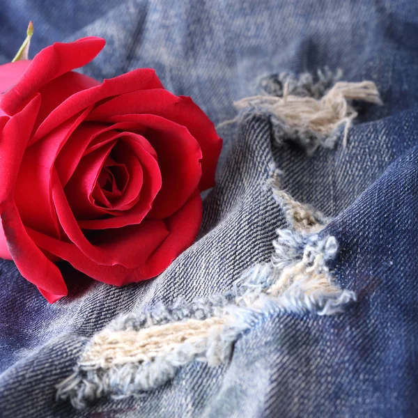 Красный цветок розы на джинсах джинсовой текстуры — стоковое фото