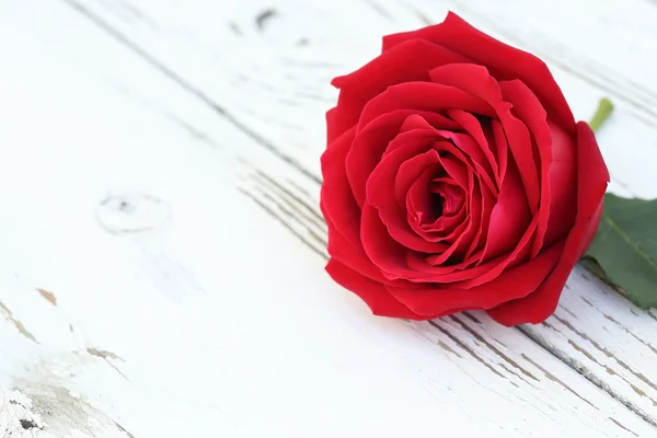 Beyaz ahşap zemin üzerinde kırmızı gül çiçek — Stok fotoğraf