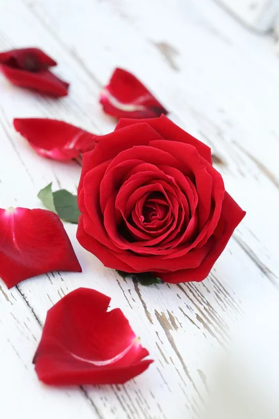 Flor rosa roja sobre fondo de madera blanca — Foto de Stock