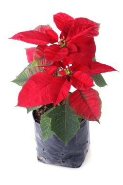 Beyaz arka plan üzerinde izole kırmızı Atatürk çiçeği çiçek