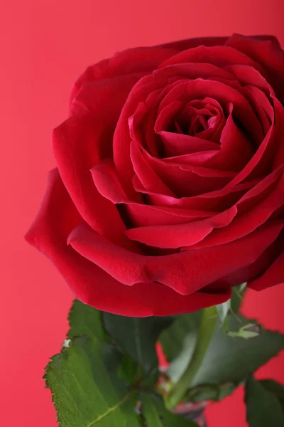 Czerwona róża na czerwonym tle — Zdjęcie stockowe