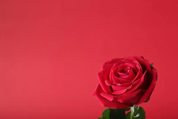 Red rose on red background — Stock Photo, Image