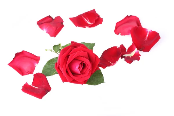 Red rose isolated on white background — Stock Photo, Image