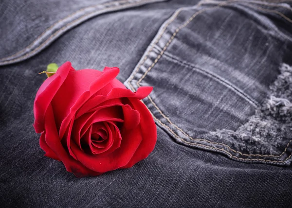 Fleur rose rouge sur jean noir texture denim — Photo