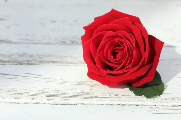Beyaz ahşap zemin üzerinde kırmızı gül çiçek — Stok fotoğraf