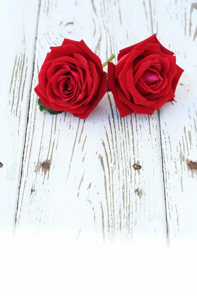 Flor rosa roja sobre fondo de madera blanca —  Fotos de Stock