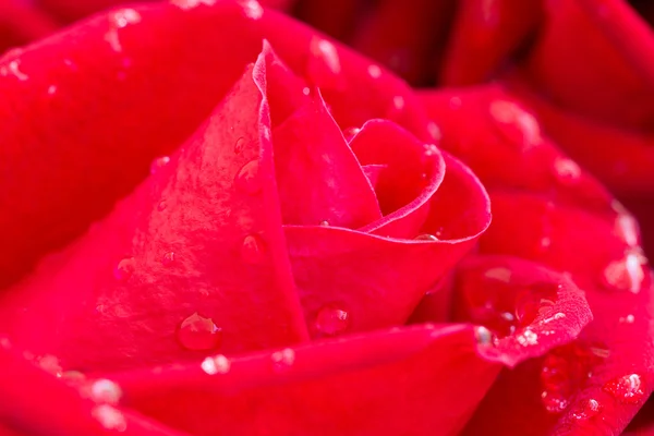 Rose rouge fleur avec gouttes d'eau sur pétale — Photo