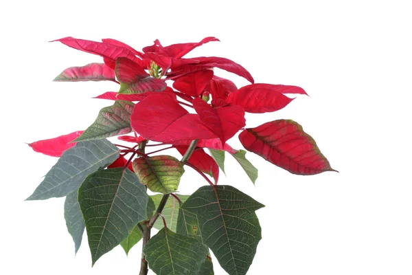 Roter Weihnachtsstern Blume isoliert auf weißem Hintergrund — Stockfoto