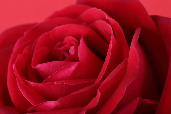Rudá růže na červeném pozadí — Stock fotografie