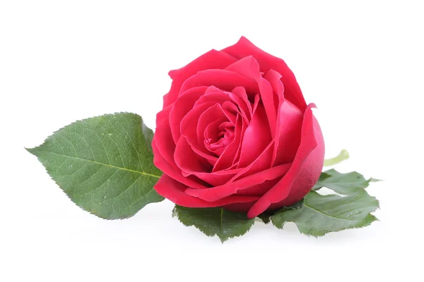 Red rose isolated on white background — Stock Photo, Image