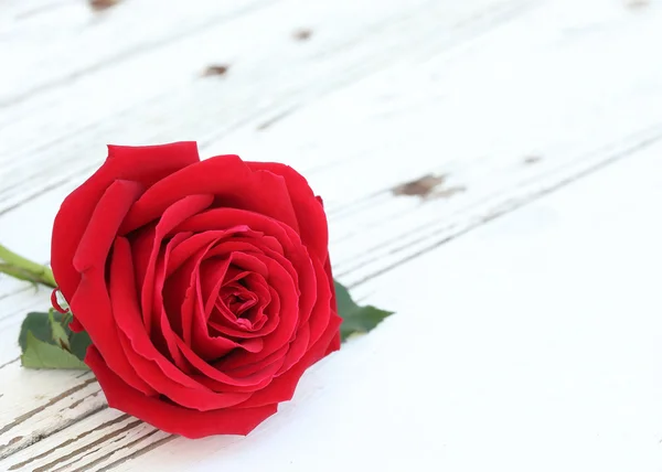 Červená růže květ na bílém pozadí — Stock fotografie