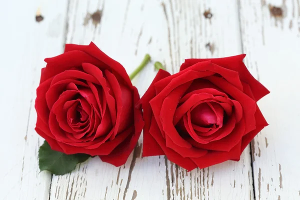 Flor rosa roja sobre fondo de madera blanca — Foto de Stock