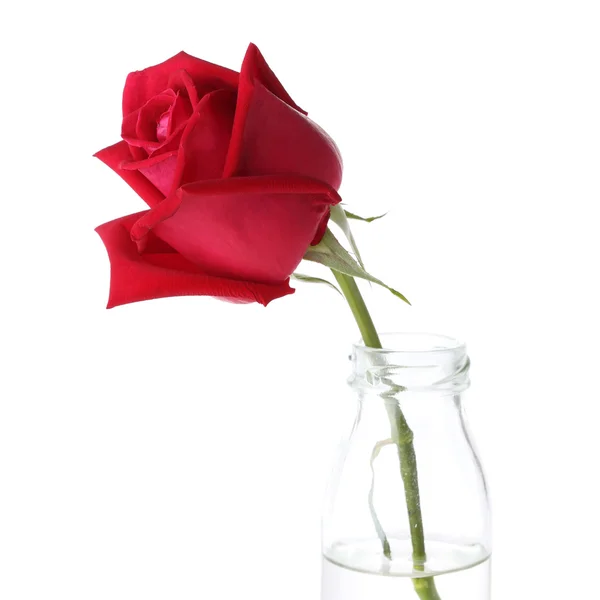 红色玫瑰花在白色背景上孤立的玻璃花瓶 — 图库照片
