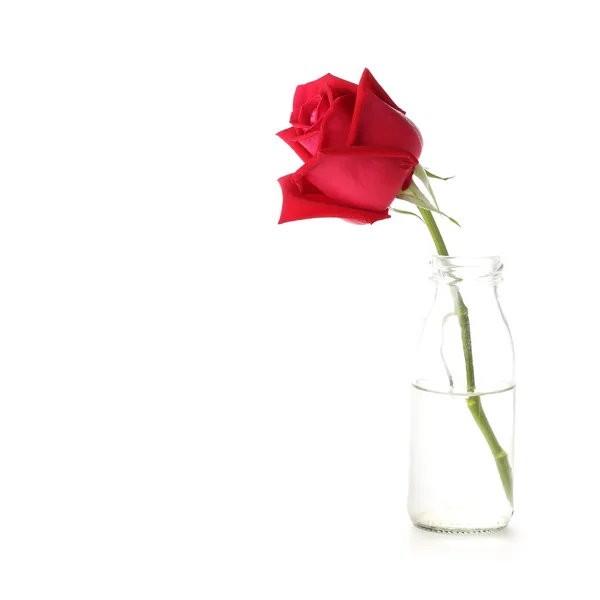Flor de rosa roja en jarrón de vidrio aislado sobre fondo blanco — Foto de Stock