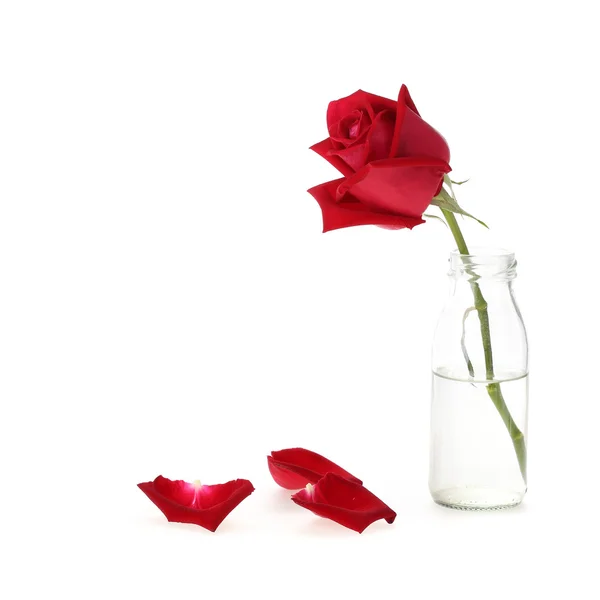 Flor de rosa roja en jarrón de vidrio aislado sobre fondo blanco — Foto de Stock