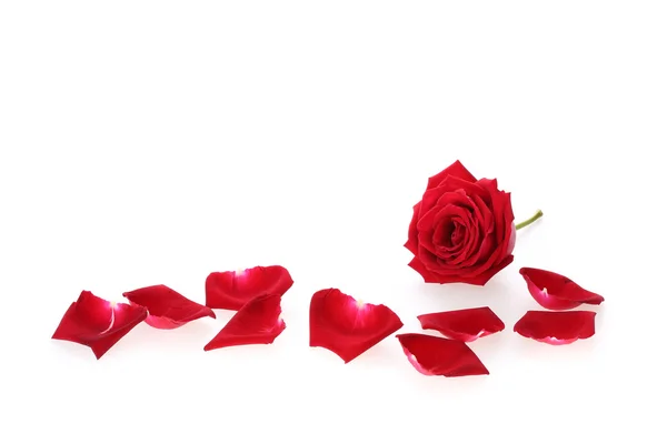 Red rose flower isolated on white background — Stock Photo, Image