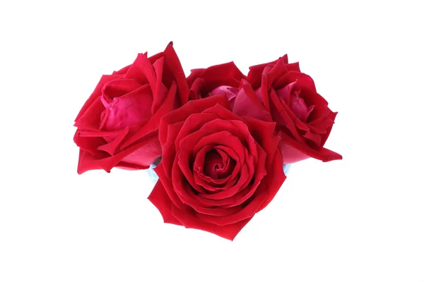 Červená růže květiny izolované na bílém pozadí — Stock fotografie