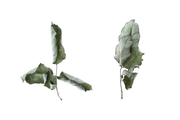緑の乾いた葉ローズ白い背景で隔離の花 — ストック写真