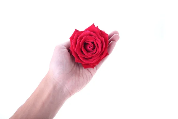 Mano sosteniendo una flor de rosa roja aislada sobre fondo blanco —  Fotos de Stock