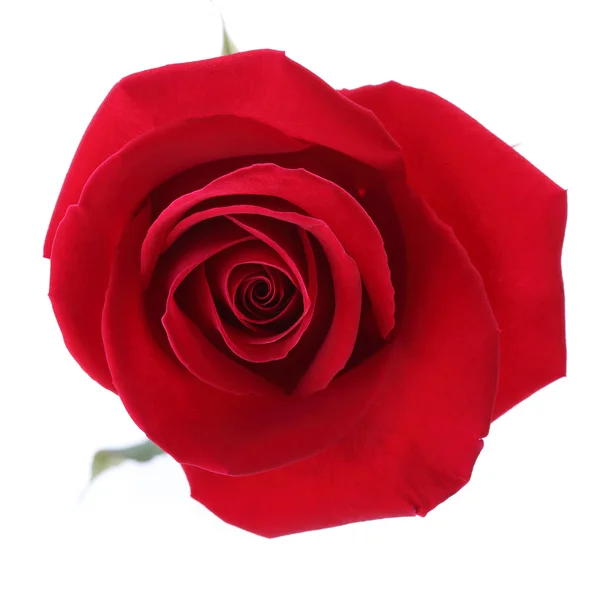 白い背景に孤立した赤いバラの花 — ストック写真
