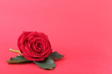 kırmızı zemin üzerine kırmızı gül
