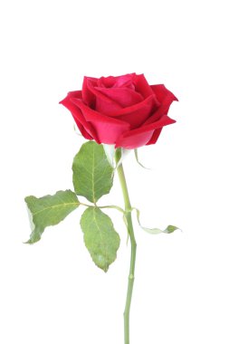 Beyaz arkaplanda izole kırmızı gül çiçeği