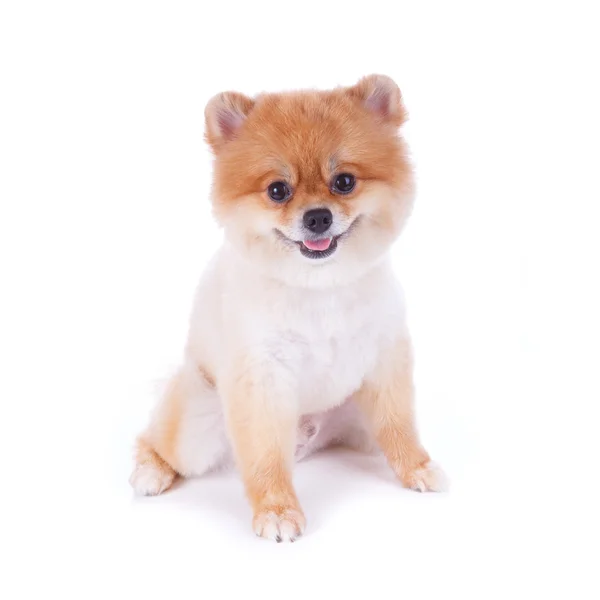 ポメラニアン犬茶色の短い毛 — ストック写真