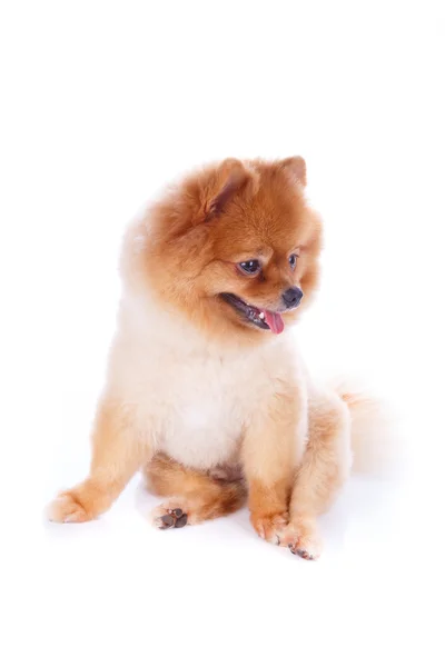 Pomeranian hund brunt kort hår — Stockfoto