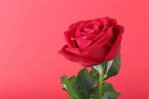 Rudá růže na červeném pozadí — Stock fotografie