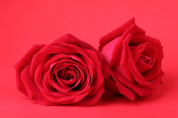 Rode roos op rode achtergrond — Stockfoto