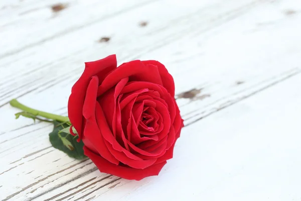 Rose rouge fleur sur fond de bois blanc — Photo