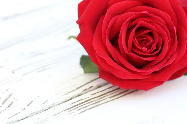 Ο κόκκινος αυξήθηκε λουλούδι σε άσπρο φόντο ξύλου — Φωτογραφία Αρχείου