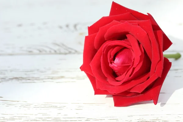 Flor rosa roja sobre fondo de madera blanca — Foto de Stock