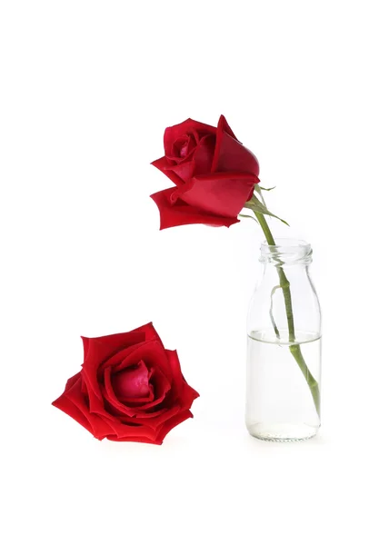 红色玫瑰花在白色背景上孤立的玻璃花瓶 — 图库照片