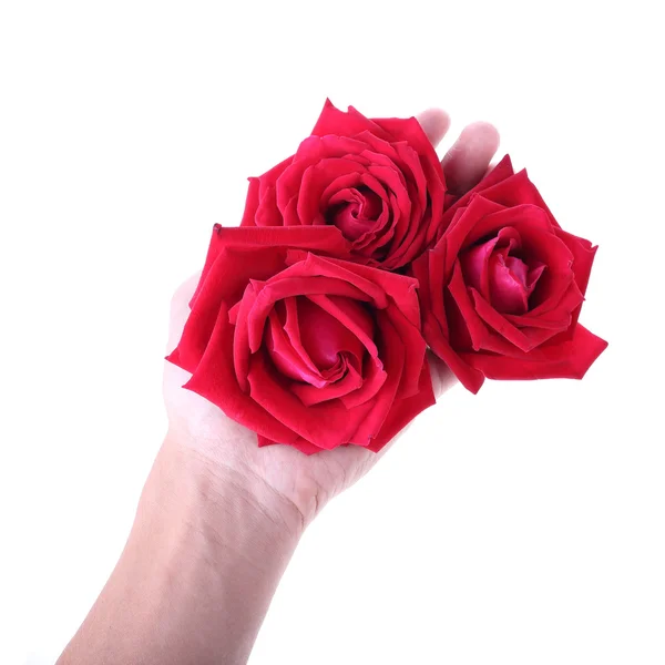 Hand met een rood roze bloem geïsoleerd op witte achtergrond — Stockfoto