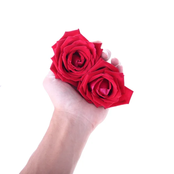 Hand met een rood roze bloem geïsoleerd op witte achtergrond — Stockfoto