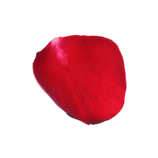 Petal red rose flower isolated on white background — Stock Photo, Image