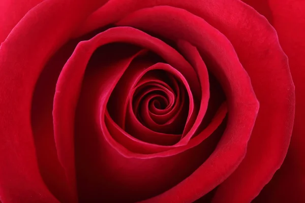 Röd ros blomma bakgrund — Stockfoto